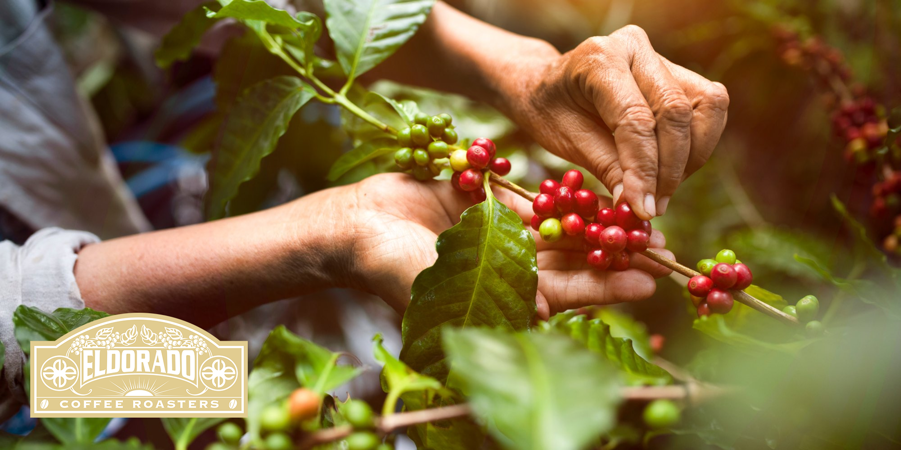Columbia Coffee vs. Colombian Coffee: What Buyers Should Know