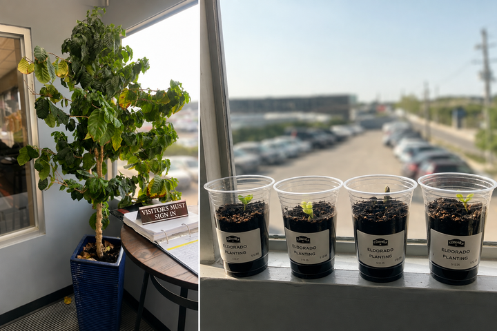 From Coffee Cherry to Cup: The Life Cycle of Coffee